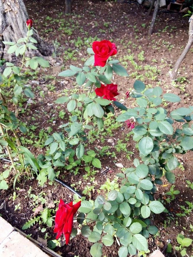 Вилла Il Giardino Di Hyccara Карини Экстерьер фото